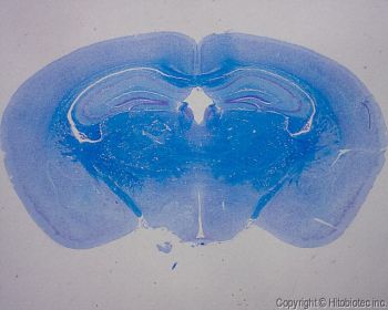 Hito NeuronMyelinStain™ Kit