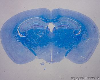 Hito NeuronMyelinStain™ PreKit